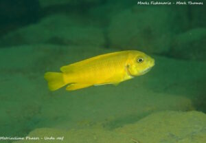 Metriaclima phaeos 'Undu Reef'